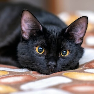 Cat Services in Mineral
