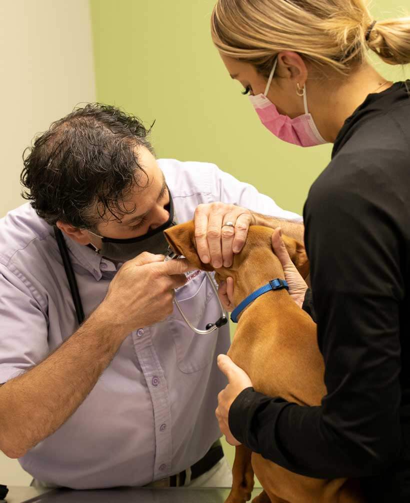 Canine_Ear_Exam