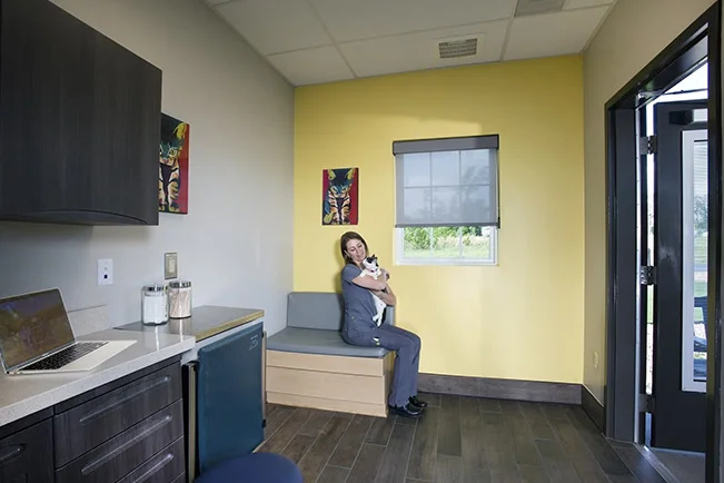 A vet holds a cat in a veterinary exam room